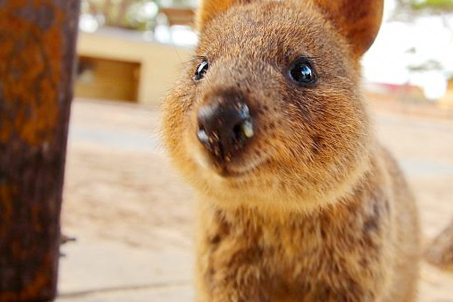 クアッカワラビーはカメラが大好き？可愛過ぎる！オーストラリアにしか居ない！世界一幸せな動物
