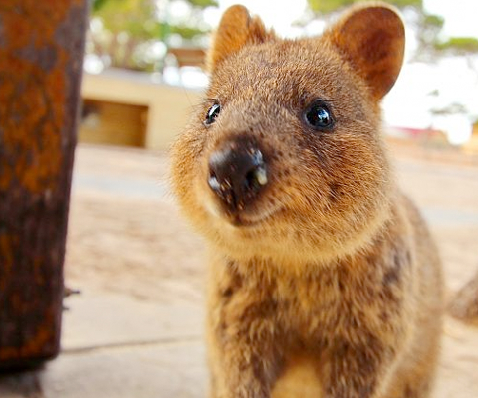 カメラが大好き 可愛過ぎる オーストラリアにしか居ない 世界一幸せな動物