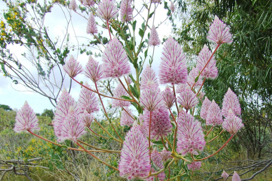 オーストラリアの野の花、プチロータスが満開