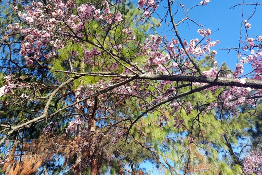 Auburn 桜祭り、シドニーの日本庭園