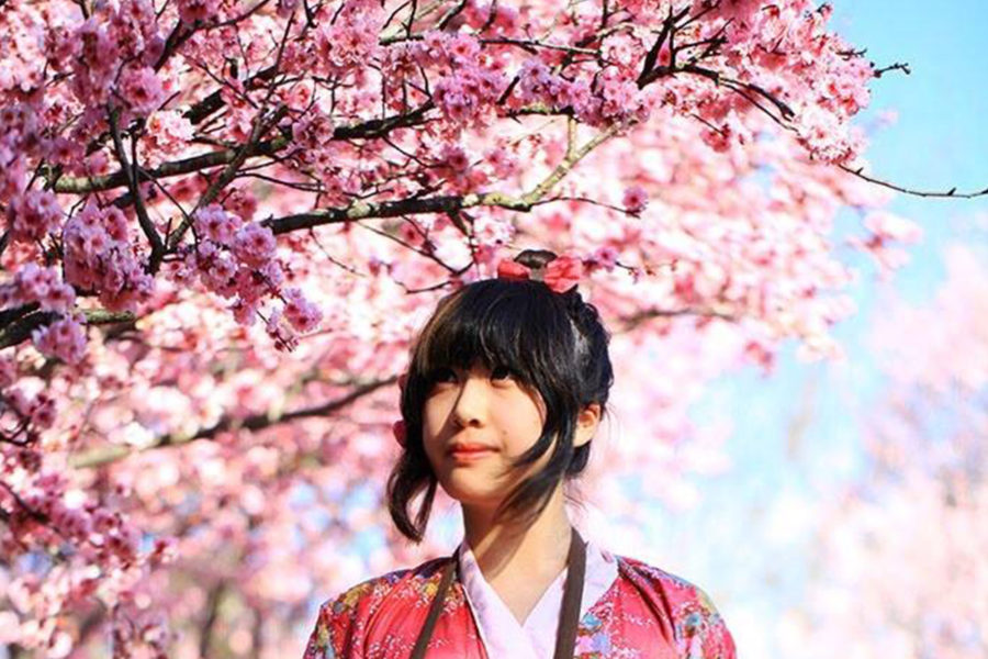 シドニーでも花見、春の訪れの桜を楽しむ